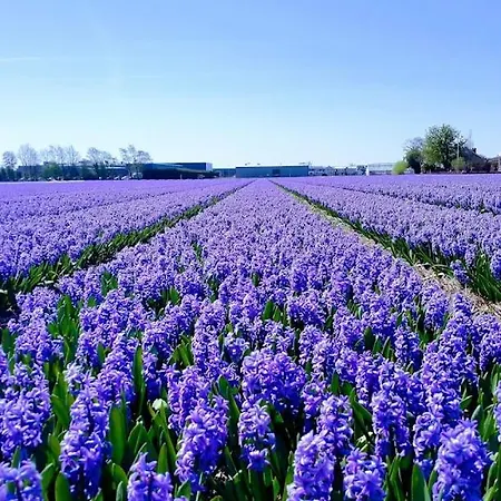 B&bslapenopeeneiland Bed & Breakfast Kaag