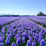 B&bslapenopeeneiland Bed & Breakfast Kaag